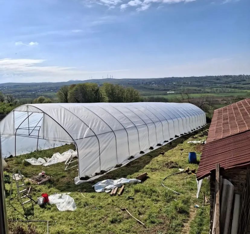 Zyn Tingöz Seracılık